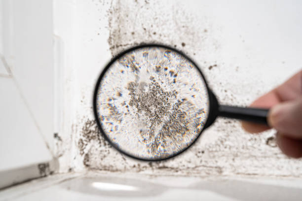 Best Emergency Mold Remediation in Hooverson Heights, WV